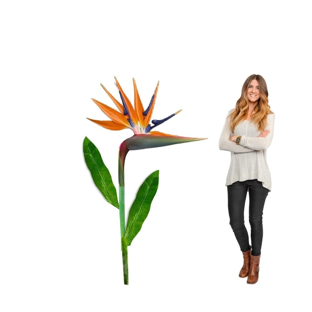 Close-up of giant bird of paradise flower showing detailed orange petals and blue accent petals from DIY kit