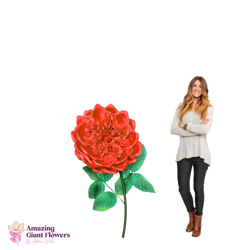 Side angle of giant English rose showing dimensional petal depth and elegant bloom structure