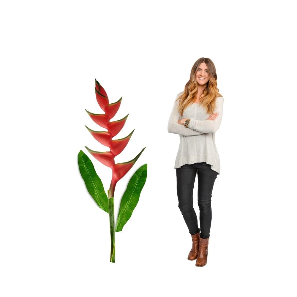 Close-up of giant heliconia foam flower showing vibrant red bracts and tropical leaf detail