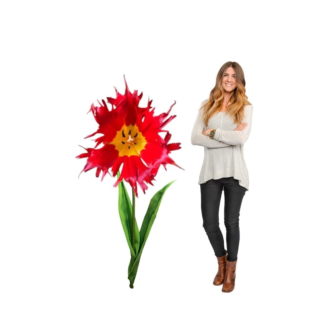 Woman standing with completed giant Leo tulip showing 6-foot height with yellow-red bloom and green stem