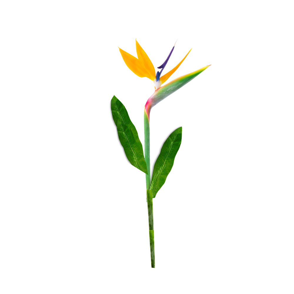 Bird of Paradise Freestanding Flower Kit β Tropical Statement Bloom