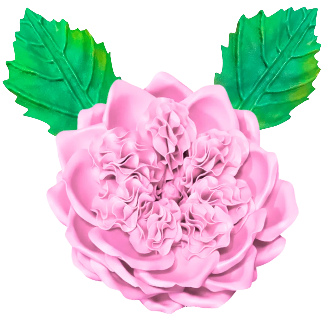 Pink English rose wall statement flower kit showing full bloom with softly layered pink petals