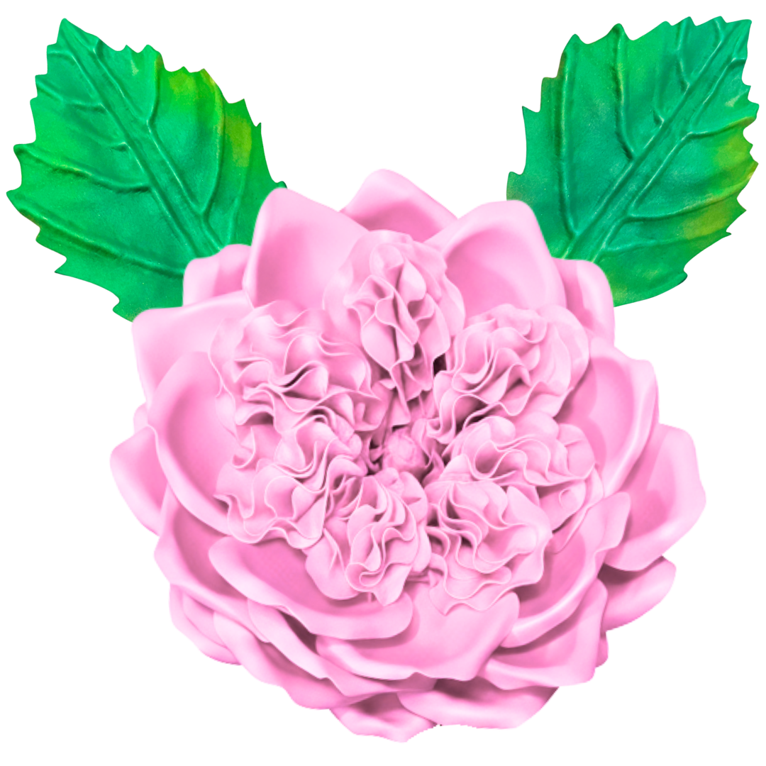 Pink English rose wall statement flower kit showing full bloom with softly layered pink petals