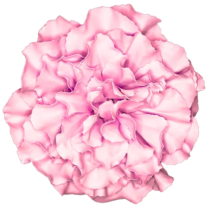 Pastel Pink