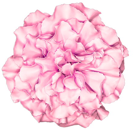 Pastel Pink