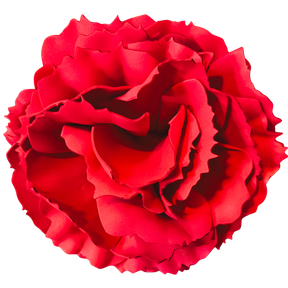 DIY Carnation Wall Statement Kit - Bloom & Shape