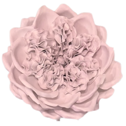 DIY English Rose Flower Statement Kit - Bloom & Shape
