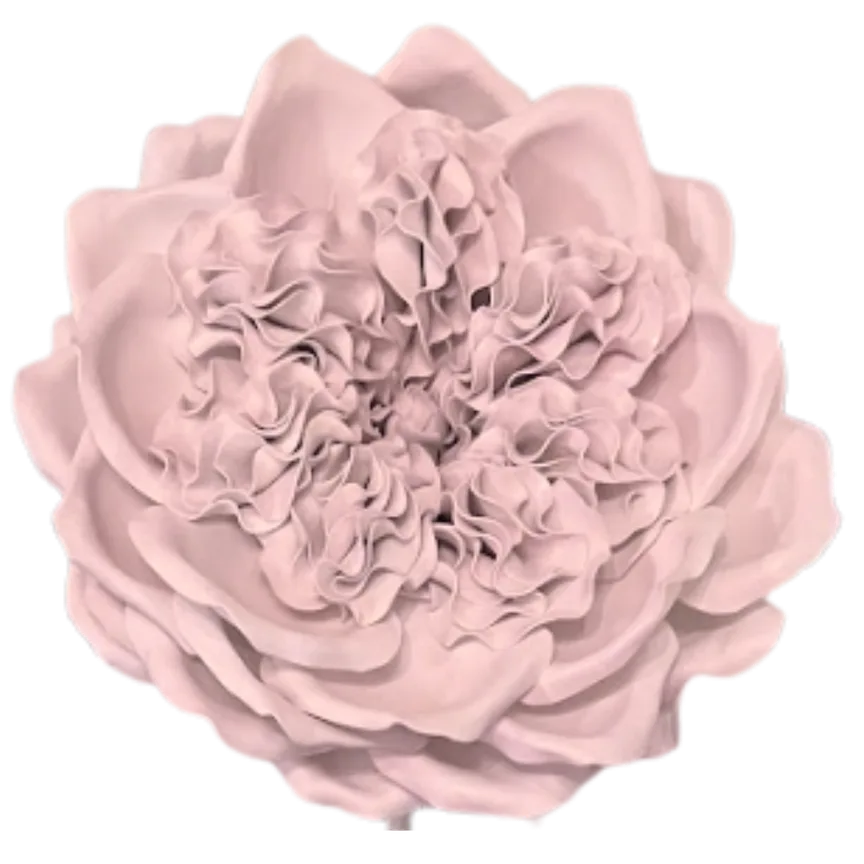 Pink English rose wall statement flower kit showing full bloom with softly layered pink petals