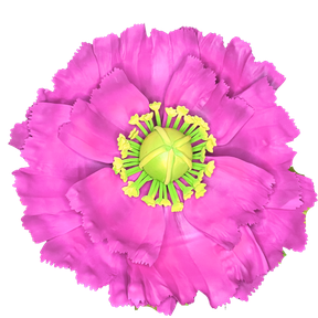 Magenta