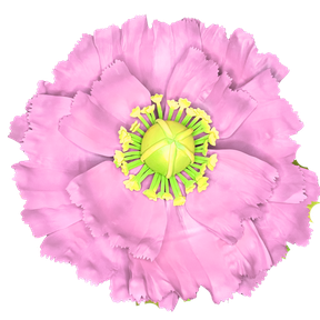 Pastel Pink